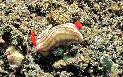 Hypsecolodoris withei jigsaw puzzle