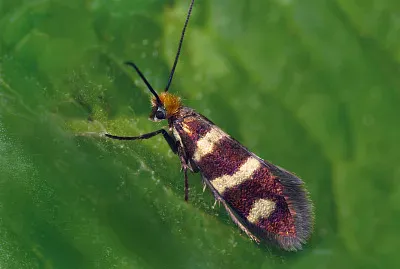 Microptelix aureatella