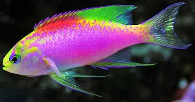 peixe