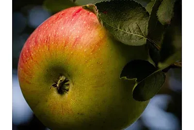 frutas
