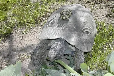 Sarda