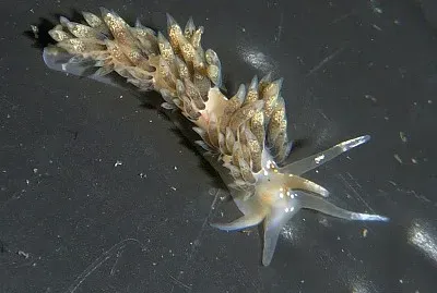 Emarcusia morroensis