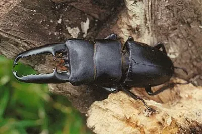 Hirata kuwagata jigsaw puzzle