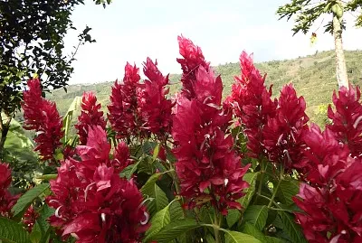 FLOWERS
