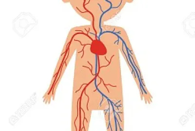 sistema circulatorio