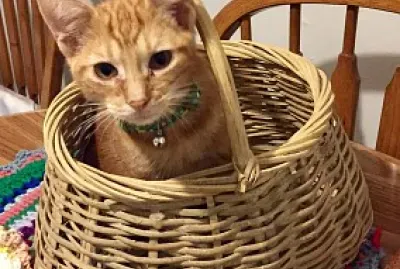 HappyCat in a basket