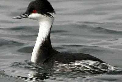 Svasso della puna
