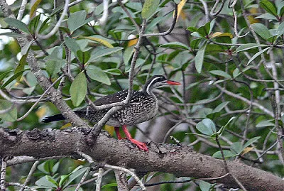 Svasso rallo africano