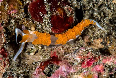 Moridilla