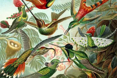 birds
