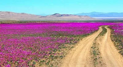 flores jigsaw puzzle