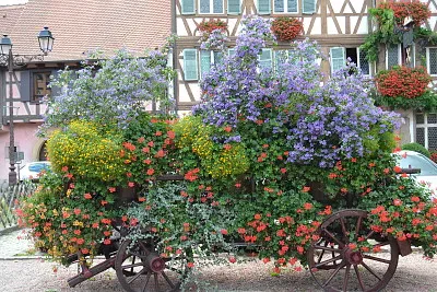 alsace