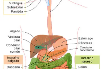 "Aparato Digestivo "