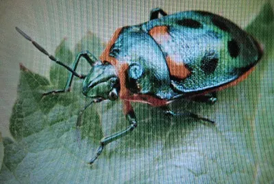 Gioiello metallizzato