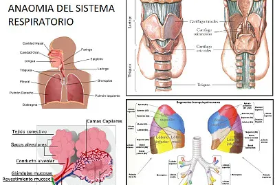 SISTEMA RESPIRATORIO jigsaw puzzle