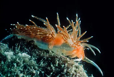 Sakuraeolis enosimensis