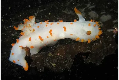 Triopha catalinae