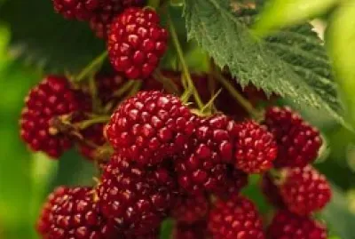 fruta6 jigsaw puzzle