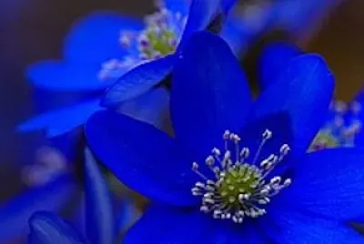 flores7