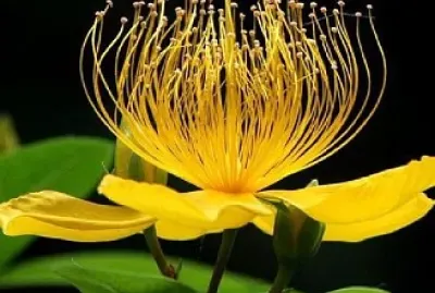 flores7