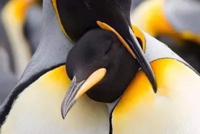 pinguins jigsaw puzzle