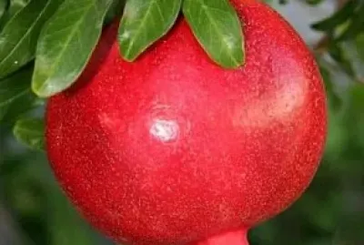 frutas07