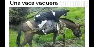 vaca