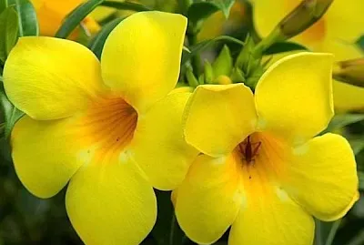 flores - Allamanda jigsaw puzzle