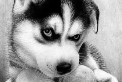 perro