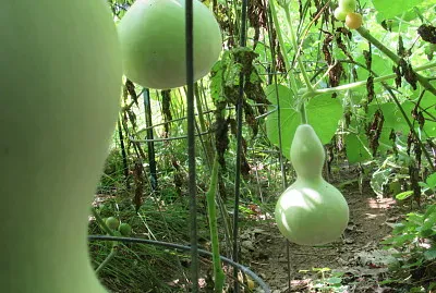 Gourds