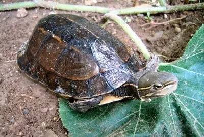 Scatola dello Yunnan