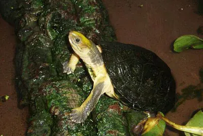 Scatola testa gialla