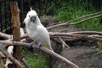 Cacatua alba