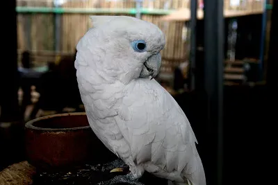 Cacatua ducorpsii