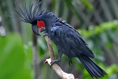 Cacatua delle palme