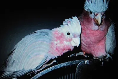 Cacatua pennacchio