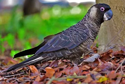 Cacatua nero becco corto