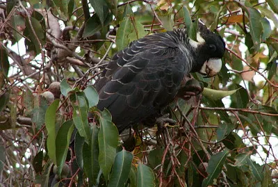 Cacatua nero becco lungo