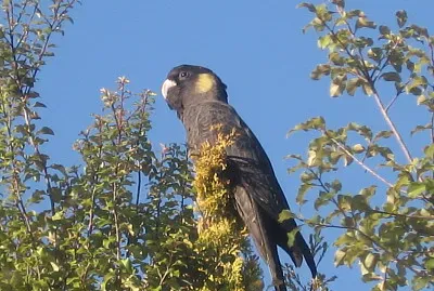 Cacatua nero coda gialla