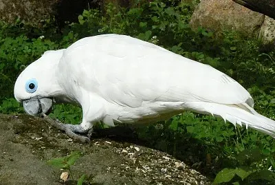 Cacatua occhi azzurri