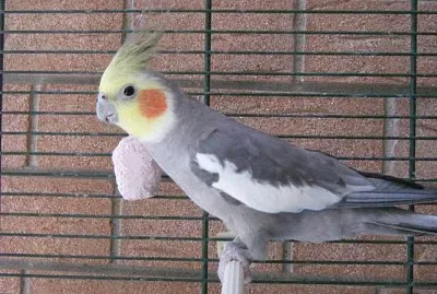 Cacatua delle ninfee