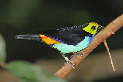 Tangara di Pow