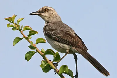 Mimo tropicale