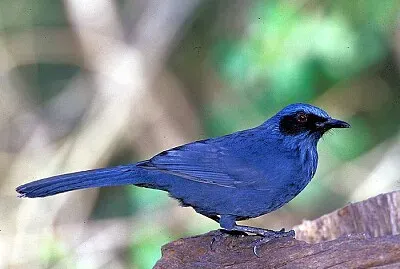 Mimo azzurro