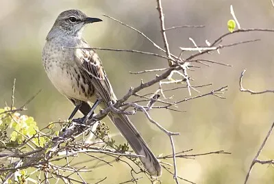 Mimo delle Bahama
