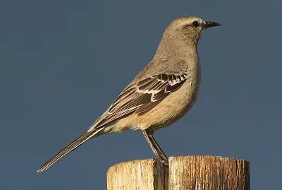Mimo di Patagonia