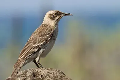 Mimo di San Cristobal