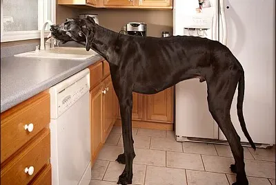 zeus,el perro mas grande del mundo