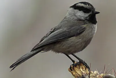 Cincia delle montagne rocciose