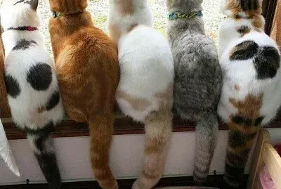 פאזל של belleza